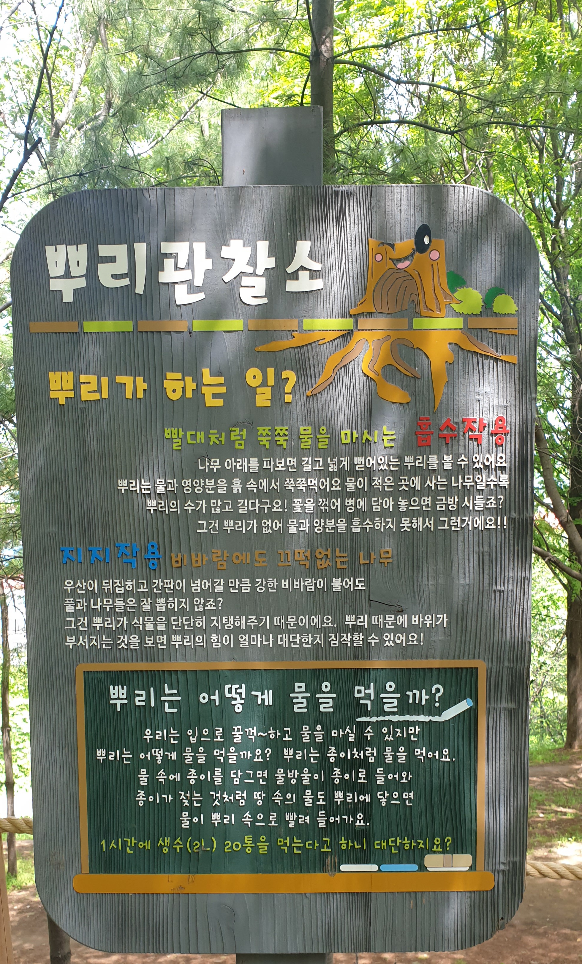  신기한 뿌리 나무 생명력은 참 대단 하지요...!!!