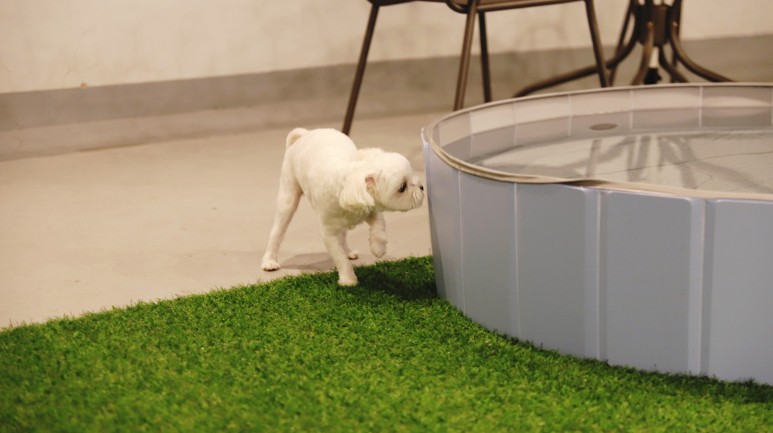 황금동 '도그 데이트' 가게 위쪽 굿! 대구 애견호텔 미용 18