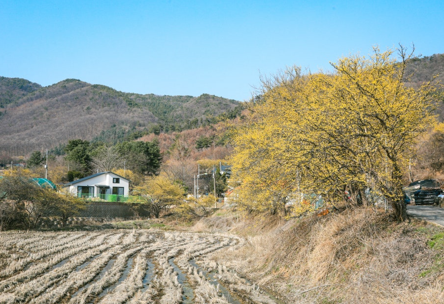 주읍리 산수유마을2