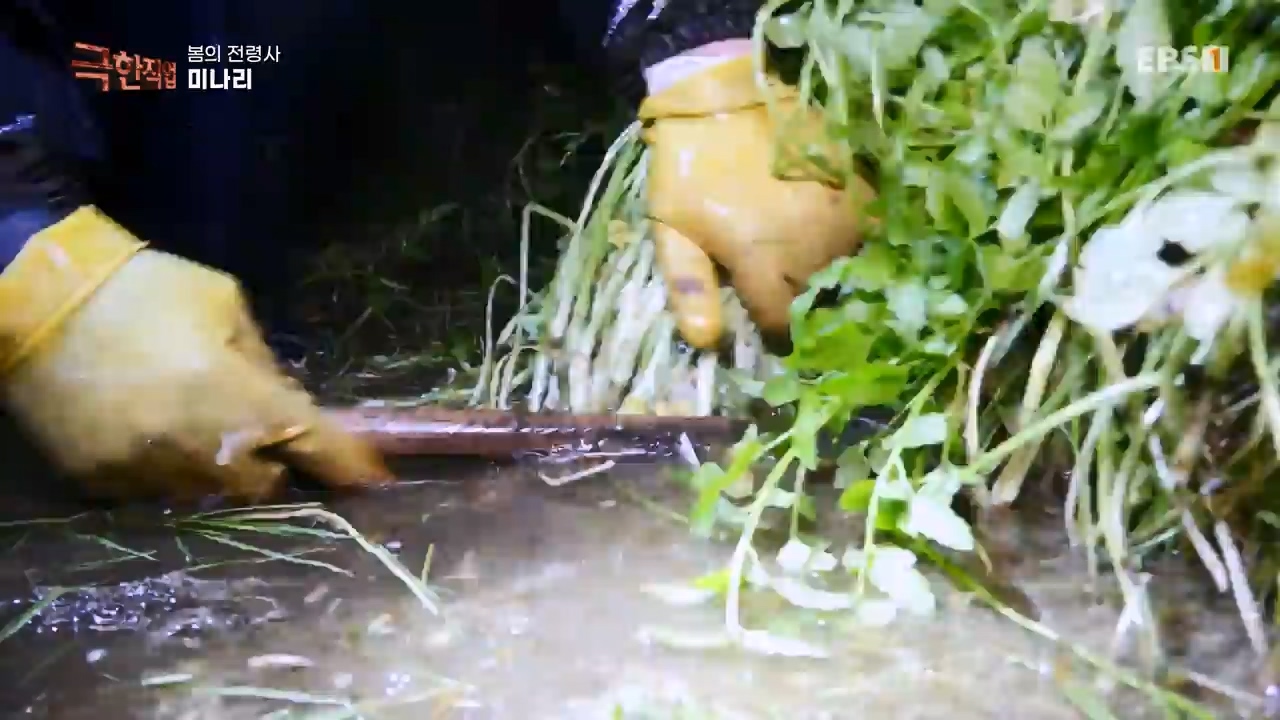 TV - 전 국민의 평생학교 EBS봄의 전령사! 새조개, 미나리, 주꾸미.mp4_20240316_171252.772.jpg