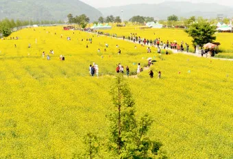 창녕 남지 유채꽃축제 일정 맛집 코스_2