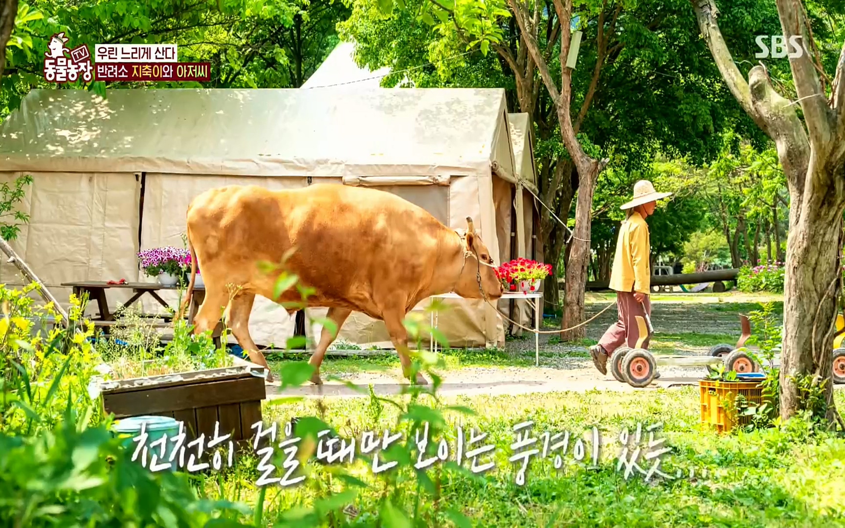 TV 동물농장.E1074.220619p.H264-F1RST.mp4_20220619_182107.183.jpg
