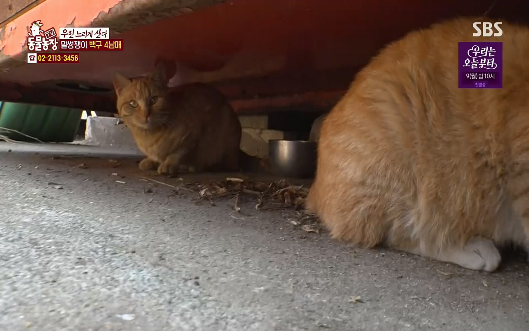 TV 동물농장.E1067.220501p.H264-F1RST.mp4_20220501_185018.415.jpg