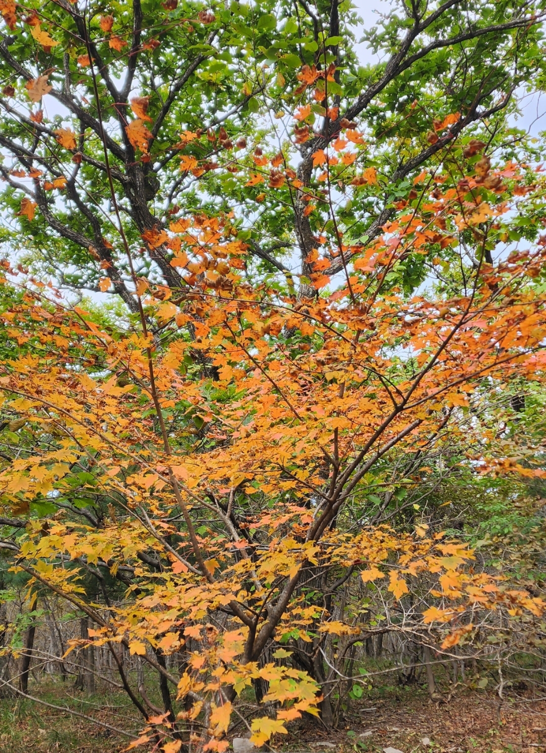 태백산-단풍나무가-한창이다