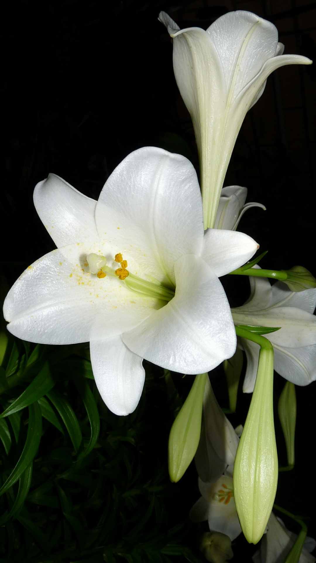 Lily Flower iPhone Wallpaper