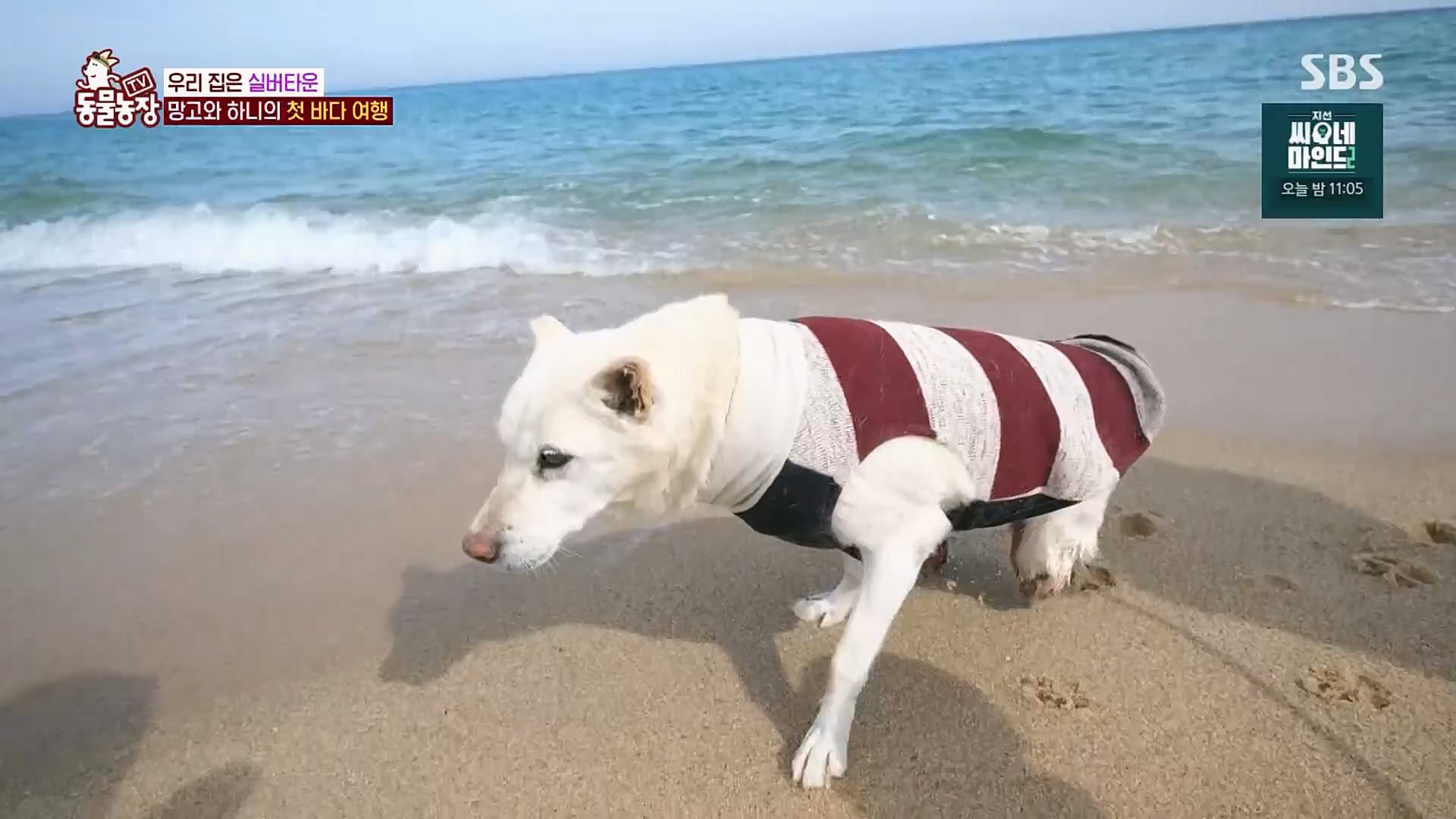 TV 동물농장.E1115.230409p.H264-F1RST.mp4_20230409_173058.493.jpg