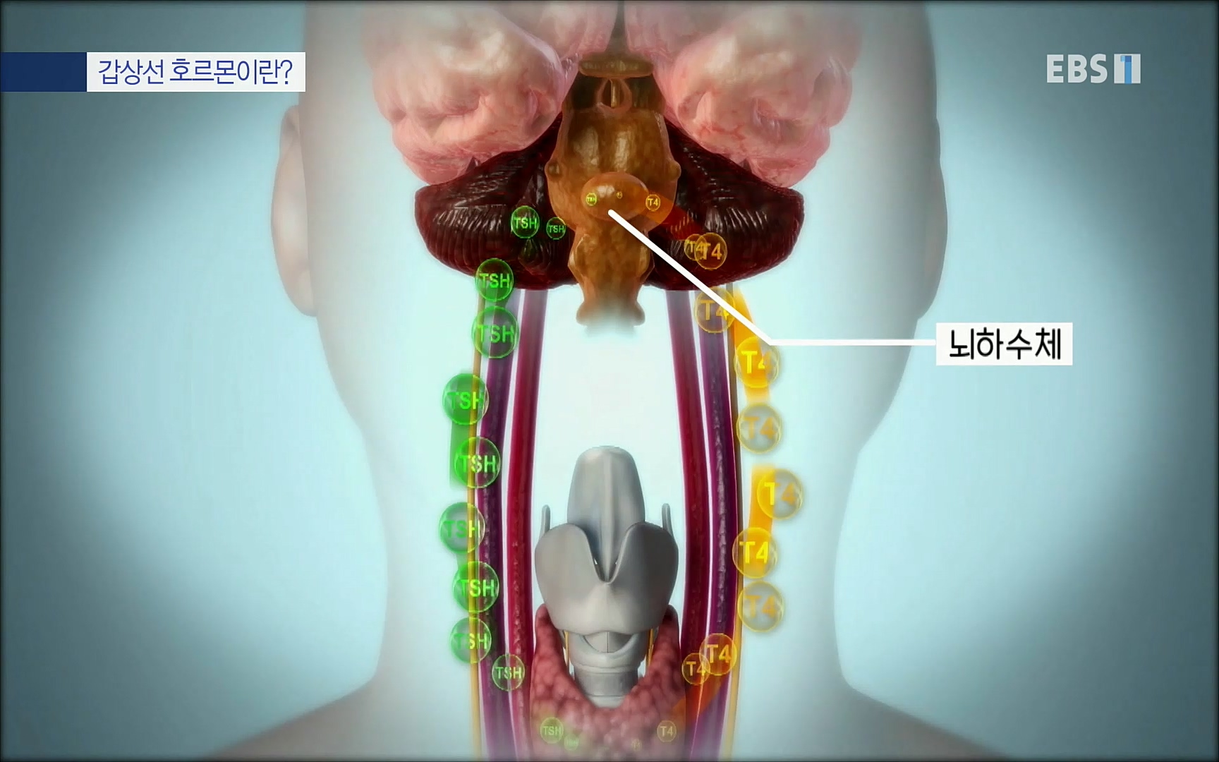 EBS 명의 헬스케어 - TV - 교육의 중심 EBS내 몸을 지배하는 7가지 호르몬 2부, 증상을 의심하자!.mp4_20220711_200205.446.jpg