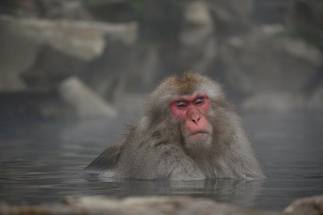 온천 따뜻한 물에 몸을 녹이는 일본 원숭이