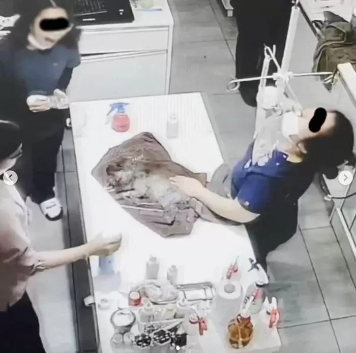  강아지 페브리즈 뿌리고 깔깔 발치 수술 염증 냄새 제거이유 학대 논란 광주 바로 동물병원 해명글 올렸다가 뭇매 결국 삼순이 무지개 강사모