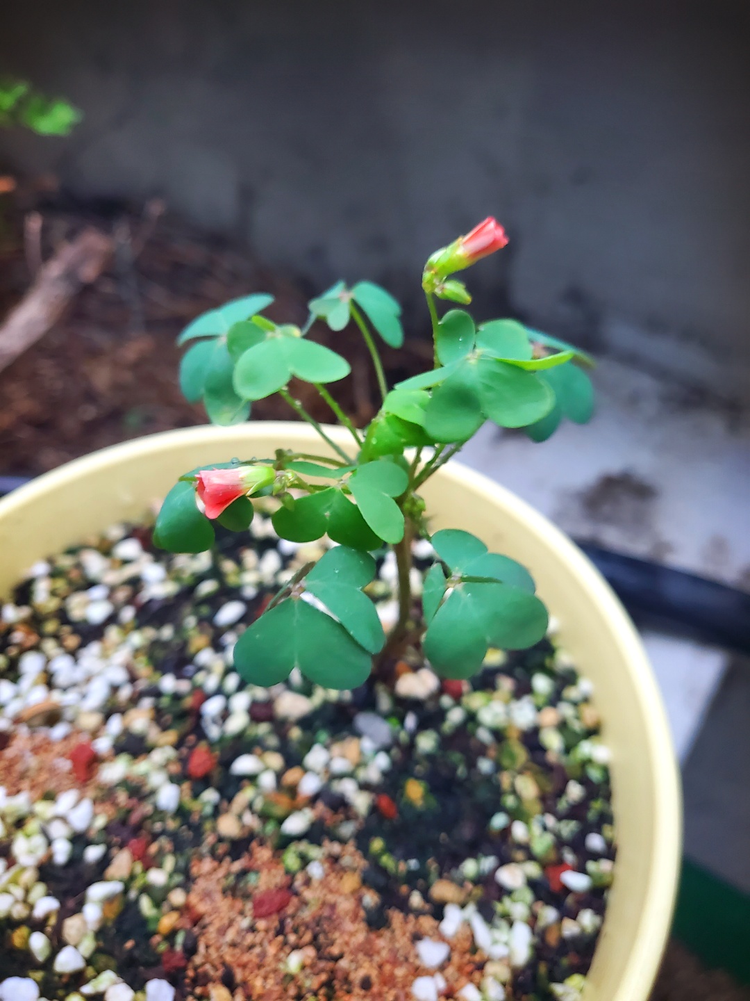 사랑초꽃