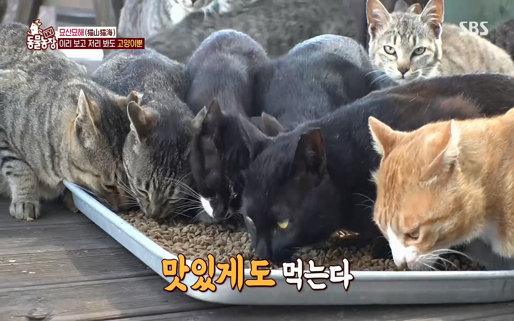 TV 동물농장.E1077.220710p.H264-F1RST.mp4_20220710_175427.930.jpg