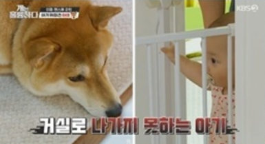 하태 시바견 개는 훌륭하다 고민견 하태 시바견강형욱 13개월 아기와 3