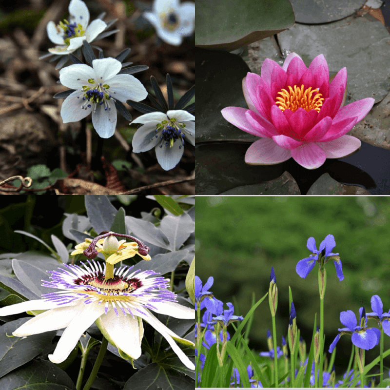 신비롭고 예쁜 꽃들&#44; 변산바람꽃&#44; 수련&#44; 시계꽃&#44; 붓꽃