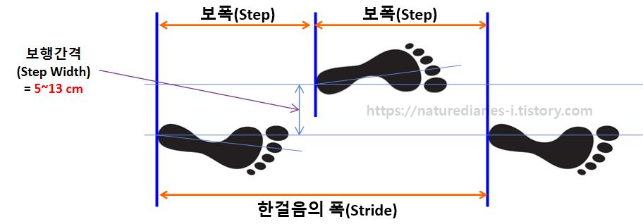 보행주기(gait cycle)에서의 보폭(Step) / 보행간격(step width)