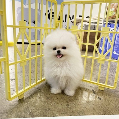 포메라니안
