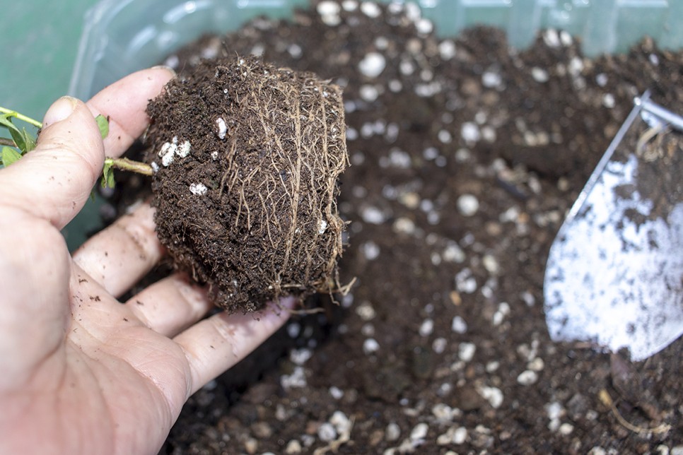 겨울에 구입한 구아바나무 분갈이후 2