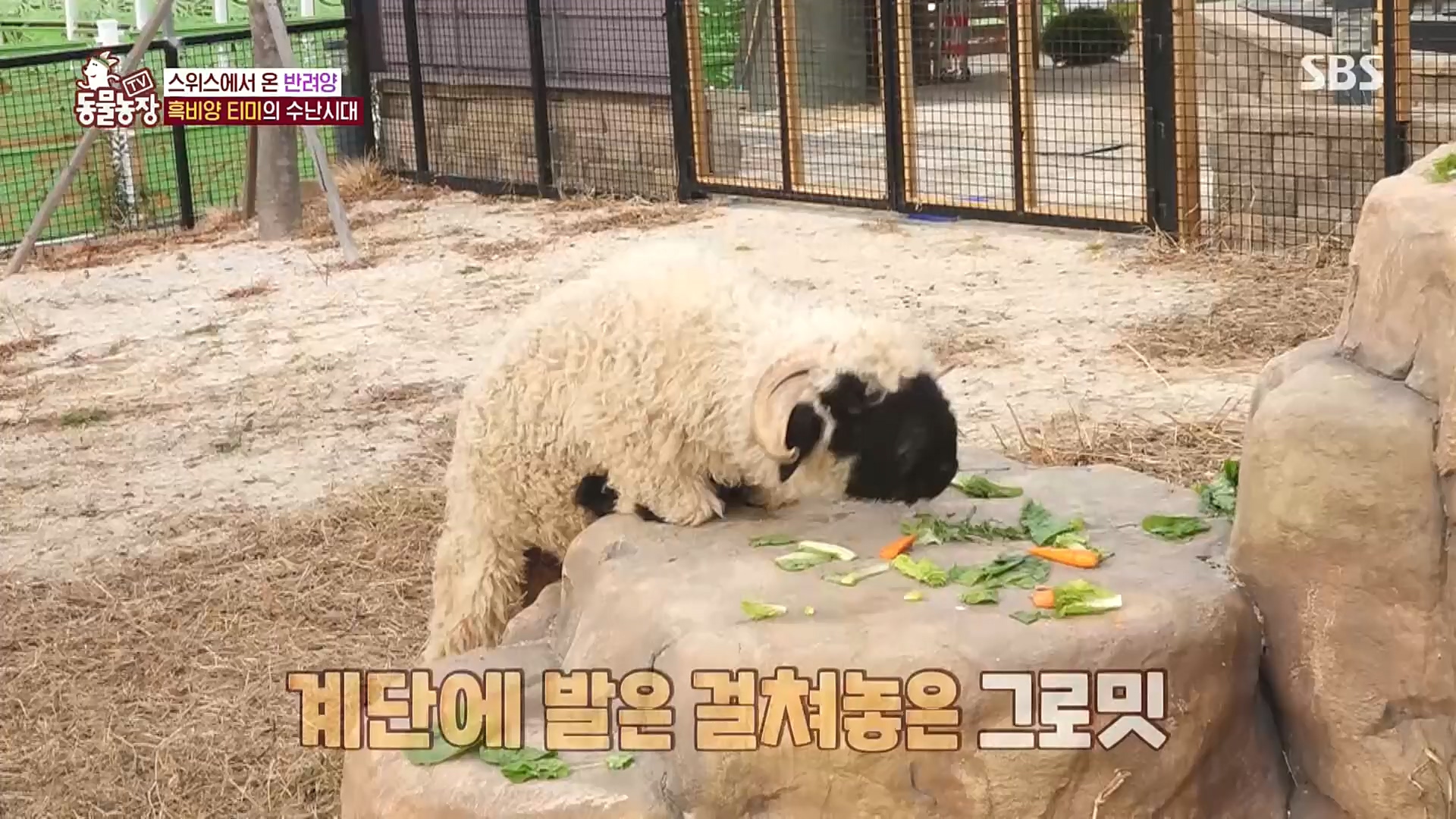 TV 동물농장.E1100.221218p.H264-F1RST.mp4_20221218_183447.553.jpg