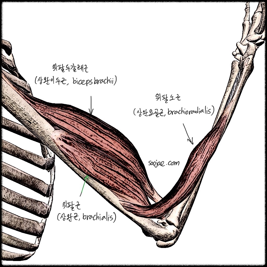 팔굽힘 근육들