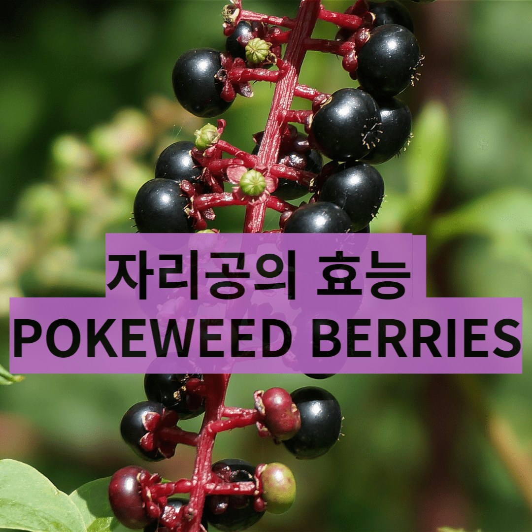  철분이 풍부한 자리공 Pokeweed Berries의 다른 효능들