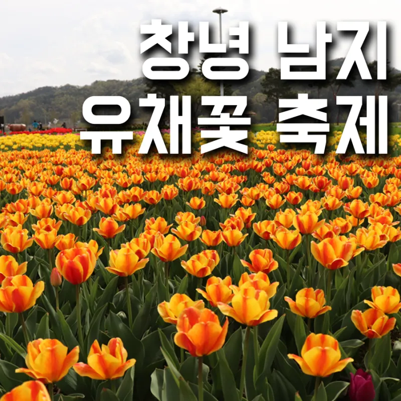 창녕 남지 유채꽃축제 일정 맛집 코스_2