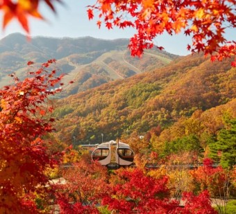 화담숲 사전예매 예약 할인 입장료 모노레일 벚꽃_6