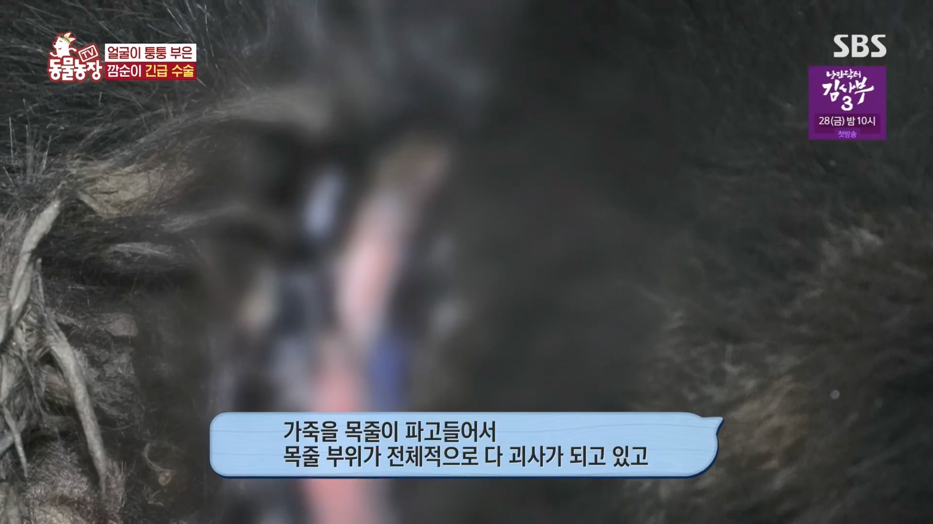 TV 동물농장.E1118.230423p.H264-F1RST.mp4_20230423_181135.003.jpg