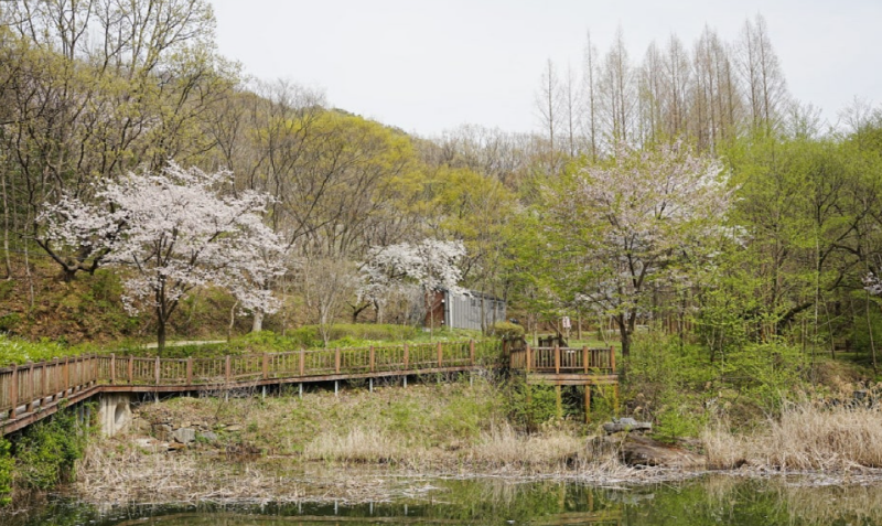 계족산 황토길