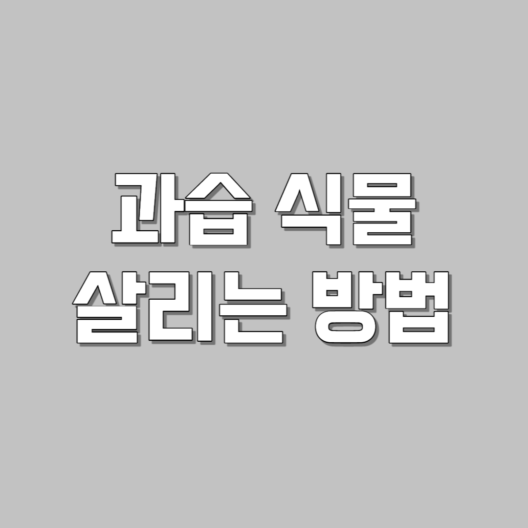 과습 식물 살리는 방법