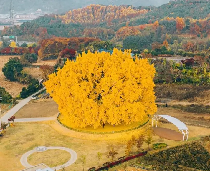 반계리 은행나무