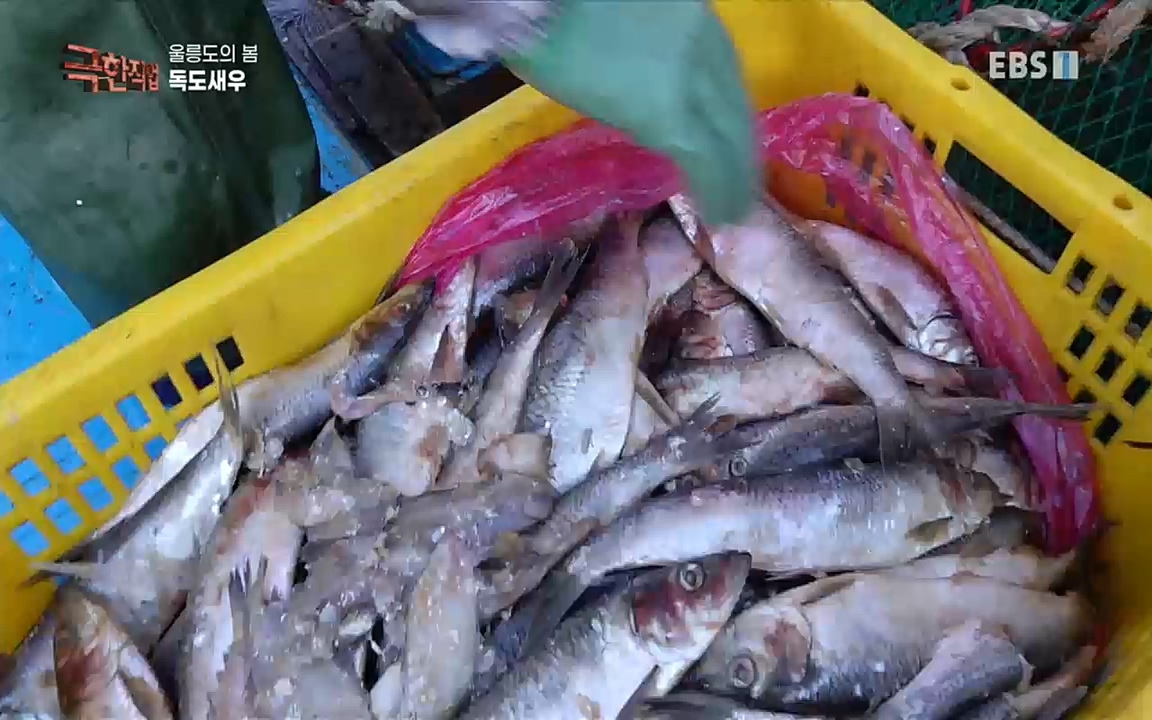 TV - 교육의 중심 EBS울릉도의 봄, 명이나물과 독도새우.mp4_20220525_210910.464.jpg