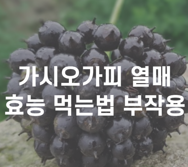  가시오가피 열매의 열매효능: 자연의 선물로써 알려진 효과