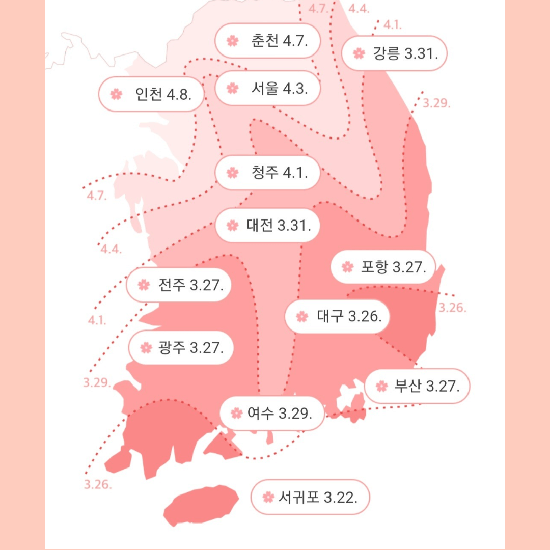 2023년 벚꽃 시즌