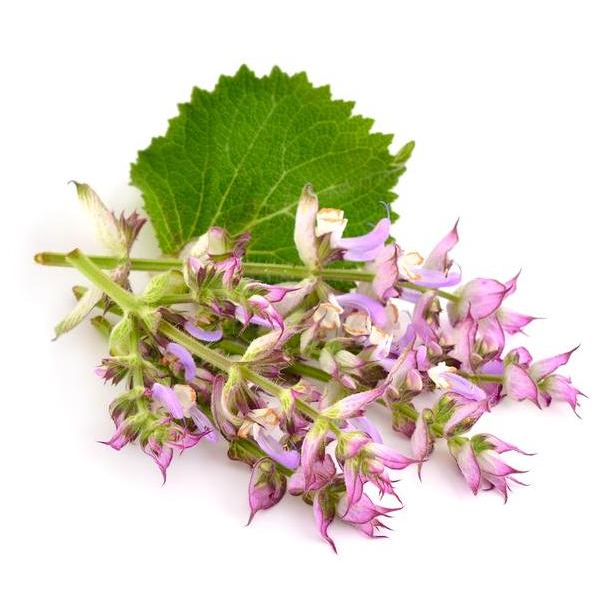  클라리세이지(CLARY SAGE) 효능 부작용 복용법은?