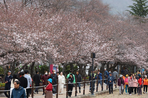 진해 군항제 벚꽃축제 안내 (2023 최신버전) 42