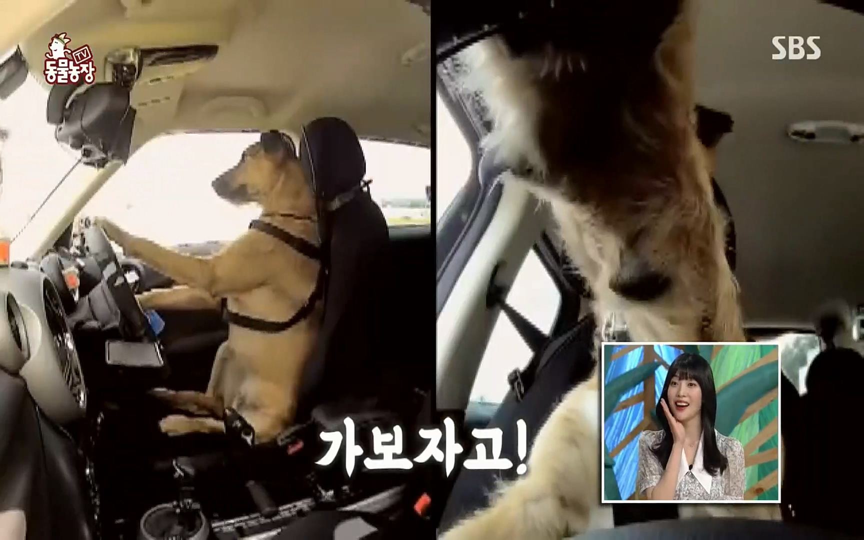 TV 동물농장.E1074.220619p.H264-F1RST.mp4_20220619_175820.908.jpg