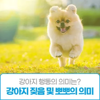강아지 행동별 특징 의미 강아지 신호 해석 방법_12