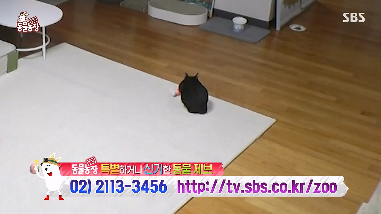 TV 동물농장.E1178.240630.ts_20240630_164655.742.jpg