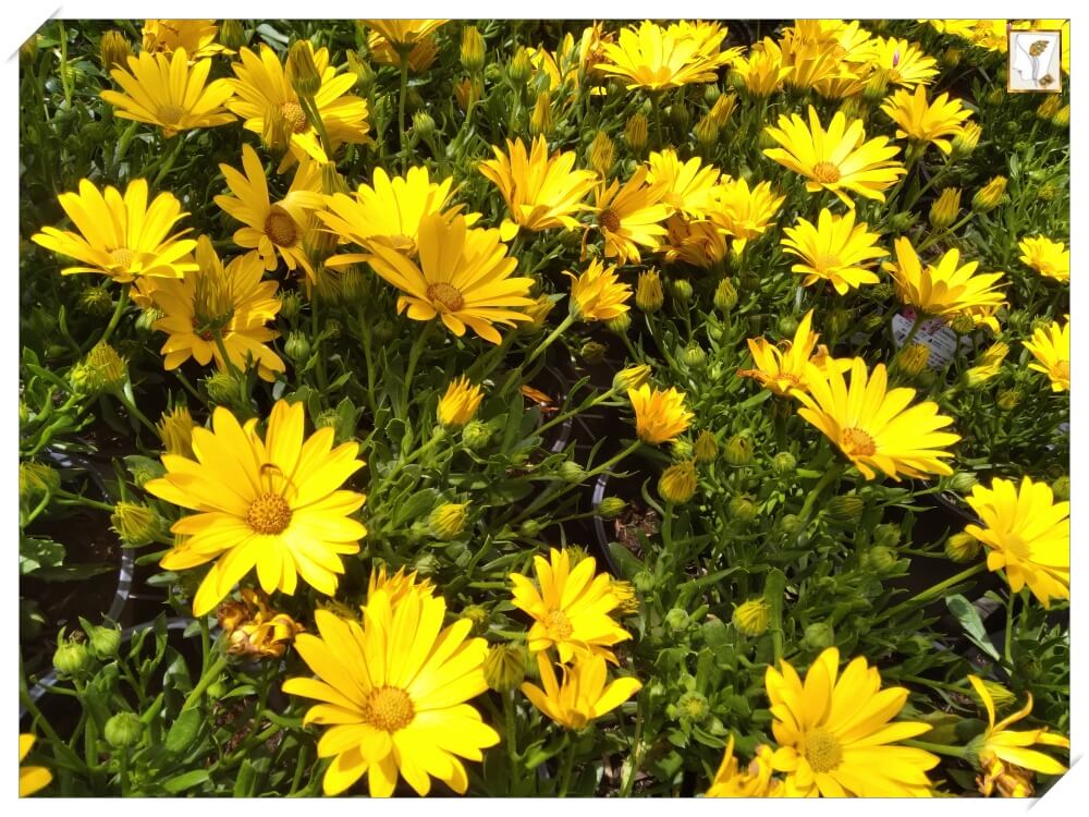 노랑 들국화-감국-가을꽃-봄꽃