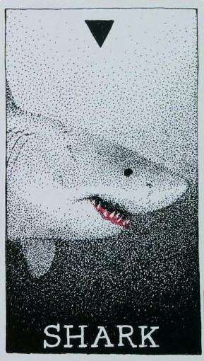  [오라클카드배우기/와일드언노운애니멀스피릿]The Wild Unknown Animal Spirit Shark 상어 해석 및 의미