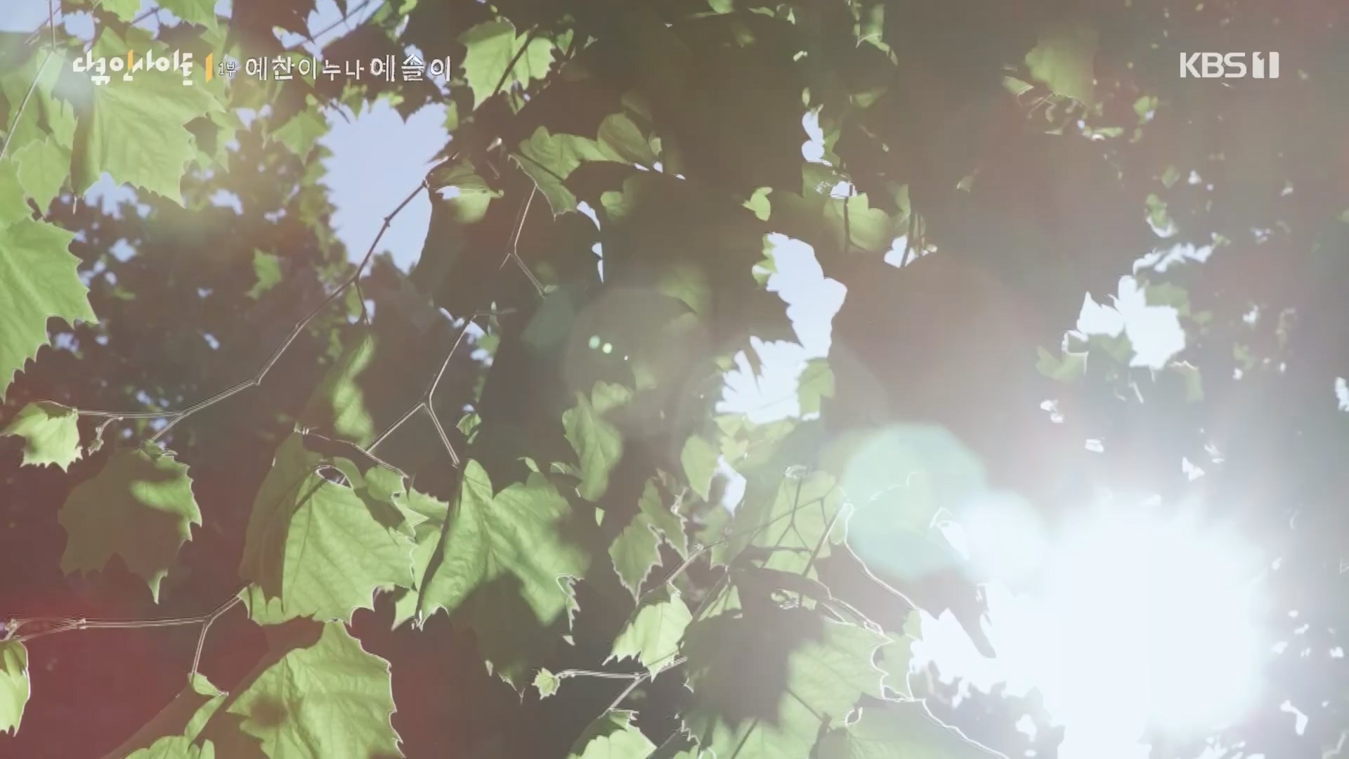 다큐 인사이트.E174.240222p.H264-F1RST.mp4_20240223_195918.962.jpg