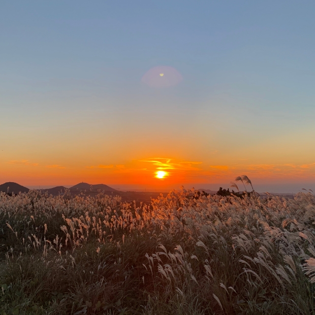 제주 캠핑, 차박, 차크닉 숨은명소!(제주 애월읍 억새명소)