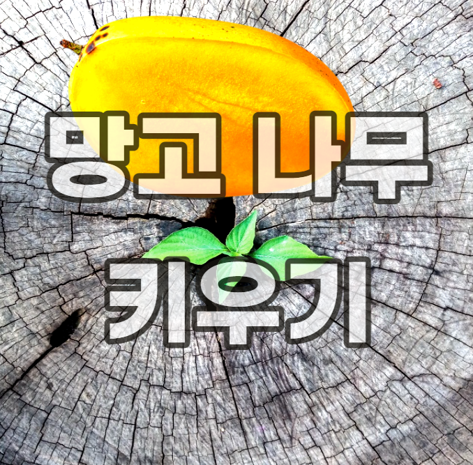 망고-나무-키우기-씨앗-묘목-물을-좋아하는-나무-가지치기