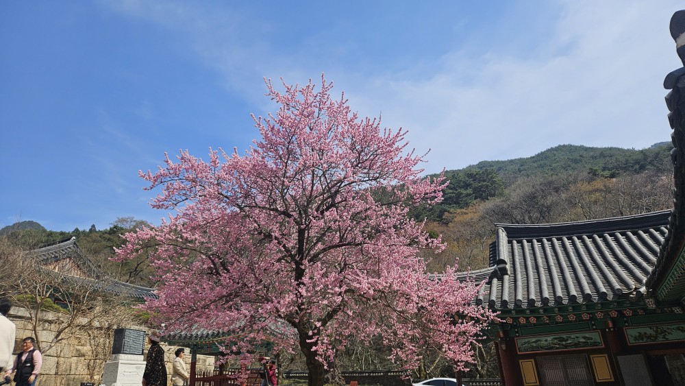 전남 구례 화엄사 매화꽃