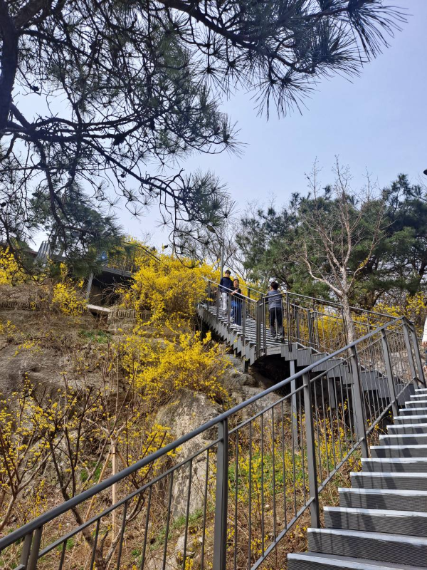 응봉산 계단 곳곳 개나리