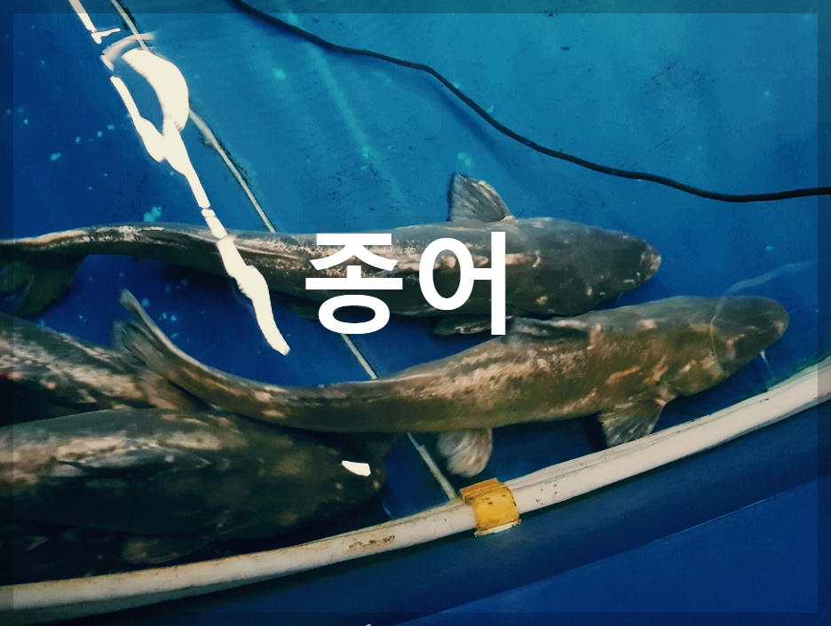  종어 : 임금님 수라상에 오른 민물고기 끝판왕