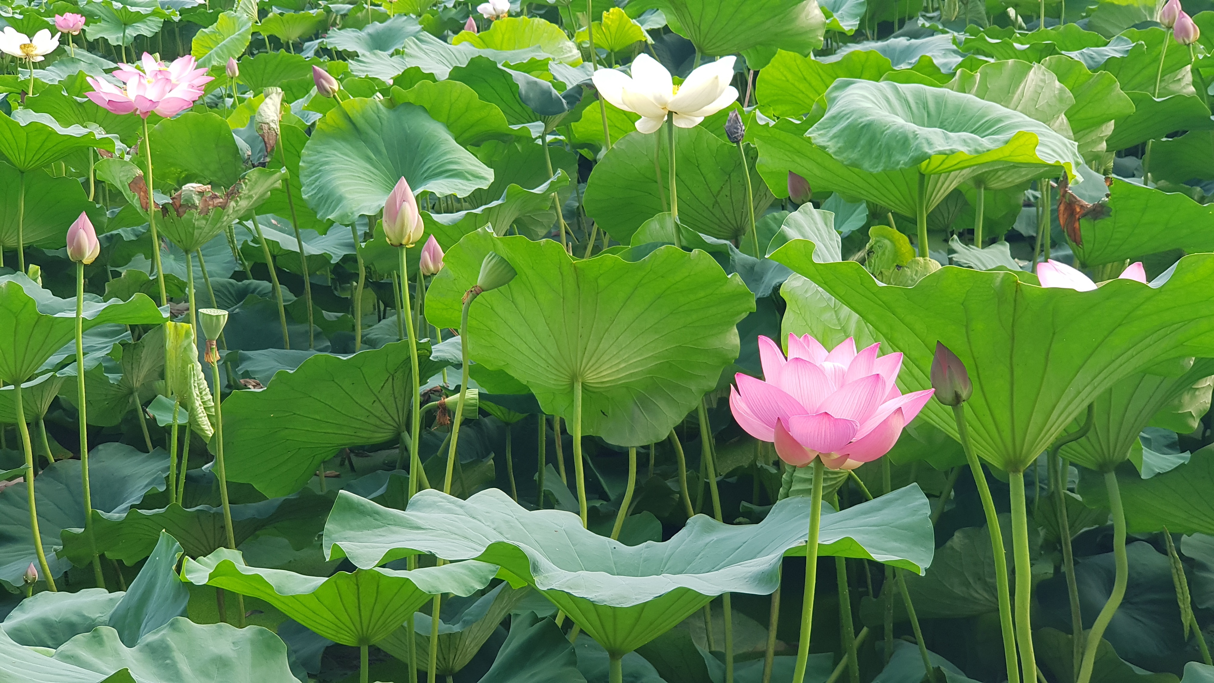 전주 덕진공원 연꽃