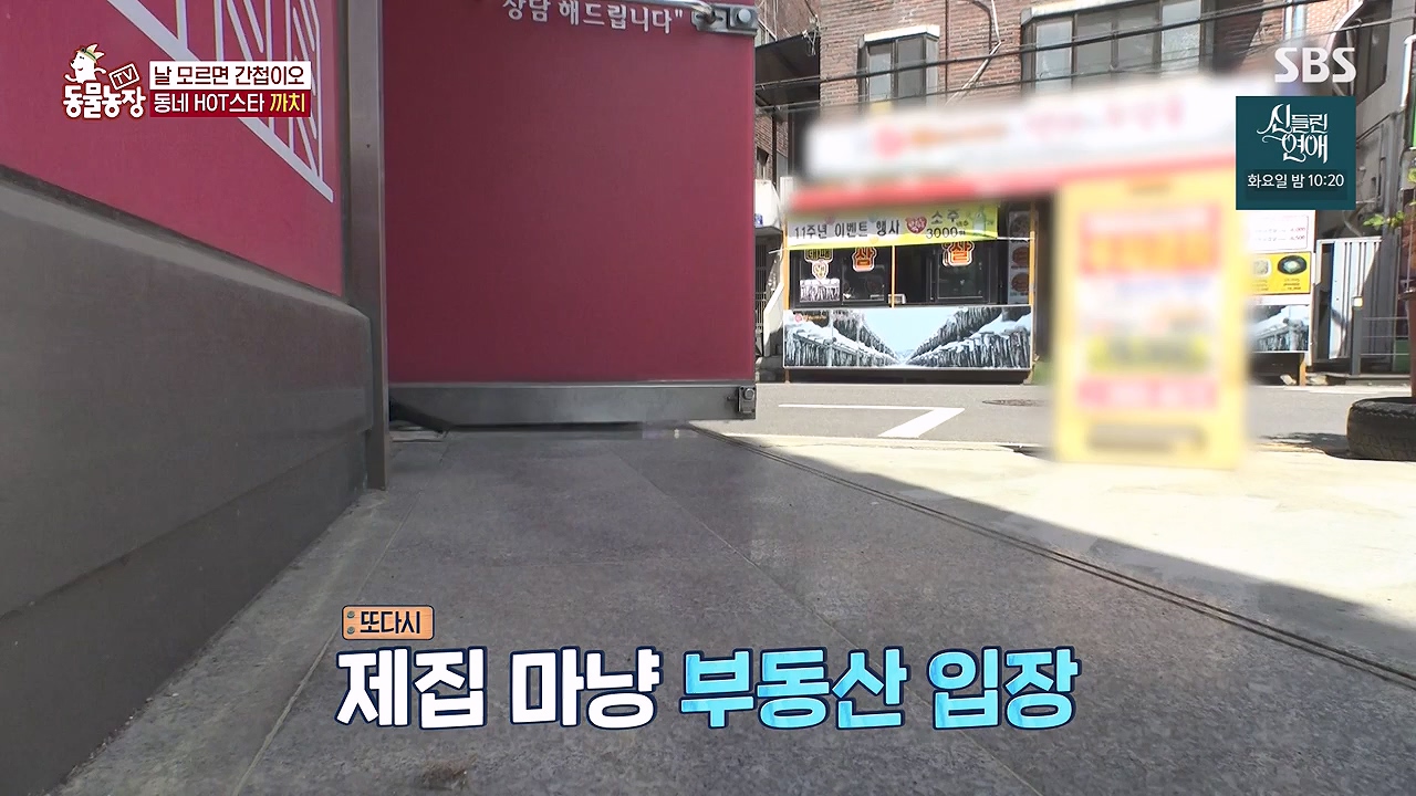 TV 동물농장.E1177.240624p-NEXT.mp4_20240623_163746.767.jpg