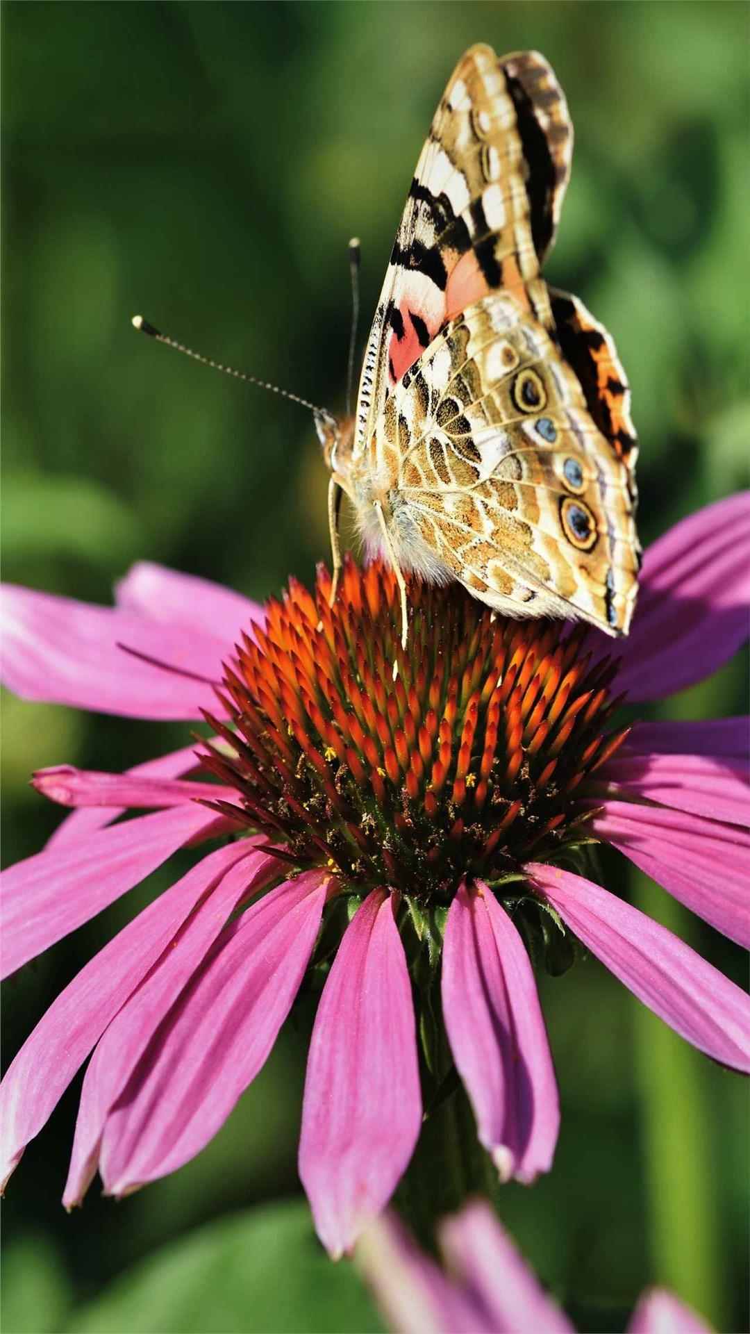 Butterfly Animal iPhone Wallpaper