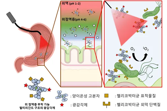 헬리코박터균 치료약 부작용