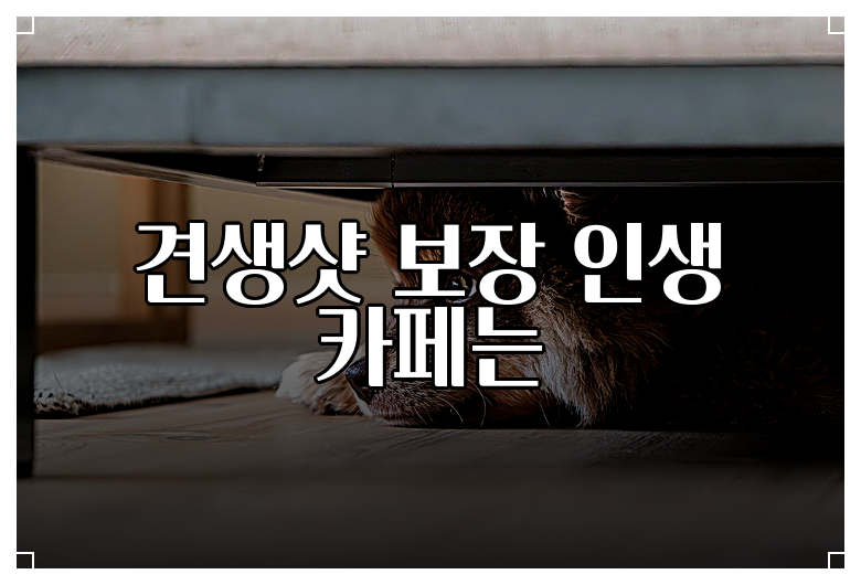견생샷 보장 인생 카페는
